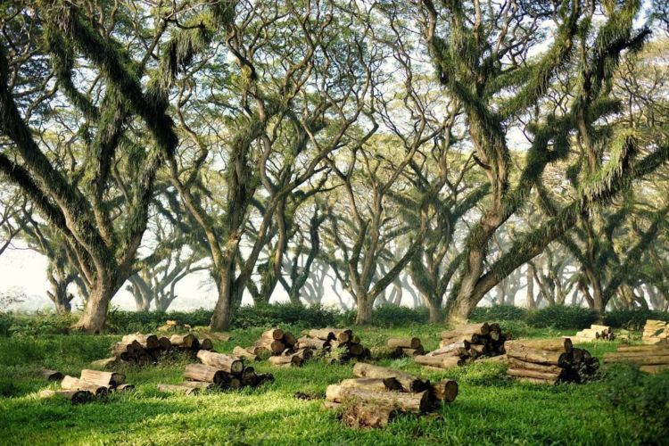 Hutan 'De Djawatan' Banyuwangi Ini Memang Hits Banget. Kaya di Film Lord of The Rings!