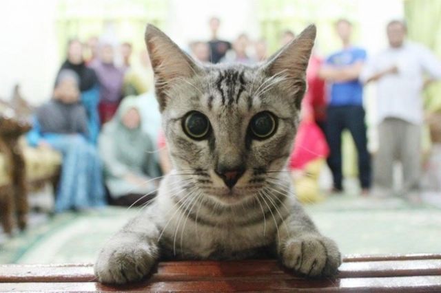 23 Photobomb dengan Hewan sebagai Biang Keroknya, Mau Mengumpat tapi Mereka Sendiri Udah Binatang :(