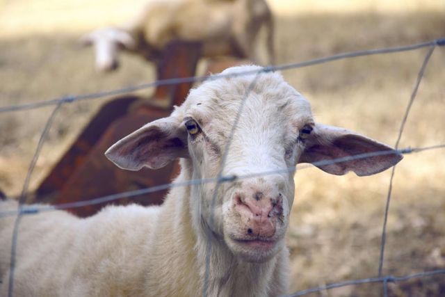 Prengus, Tapi Kok Enak? Ini Kata Sains Tentang Bau Kambing