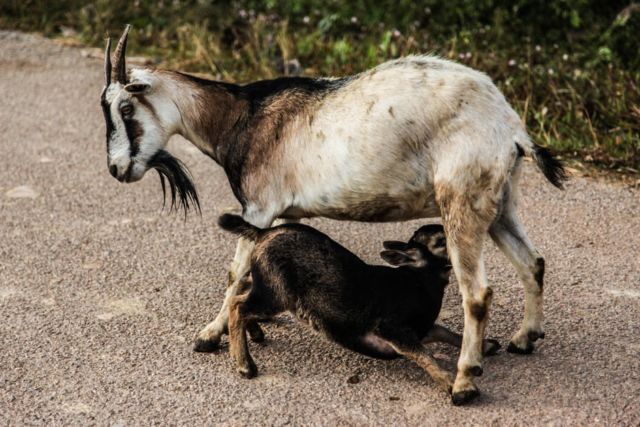 Prengus, Tapi Kok Enak? Ini Kata Sains Tentang Bau Kambing