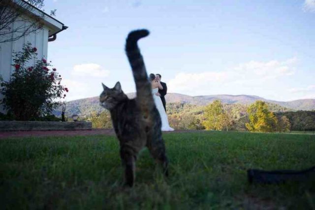 23 Photobomb dengan Hewan sebagai Biang Keroknya, Mau Mengumpat tapi Mereka Sendiri Udah Binatang :(