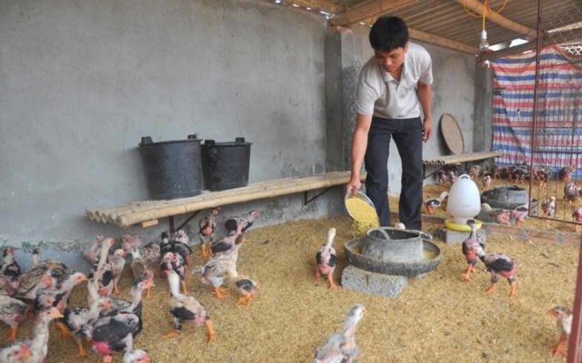 Cakar Super Tebalnya Jadi Incaran, Ayam 'Dong Tao' Asal Vietnam Ini Harganya 300-an Juta Sepasang