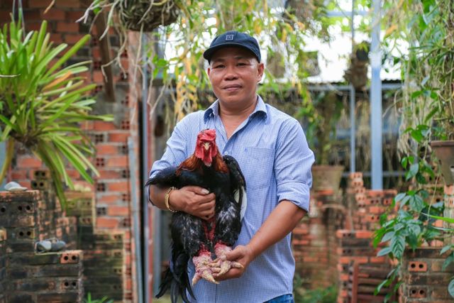 Cakar Super Tebalnya Jadi Incaran, Ayam 'Dong Tao' Asal Vietnam Ini Harganya 300-an Juta Sepasang