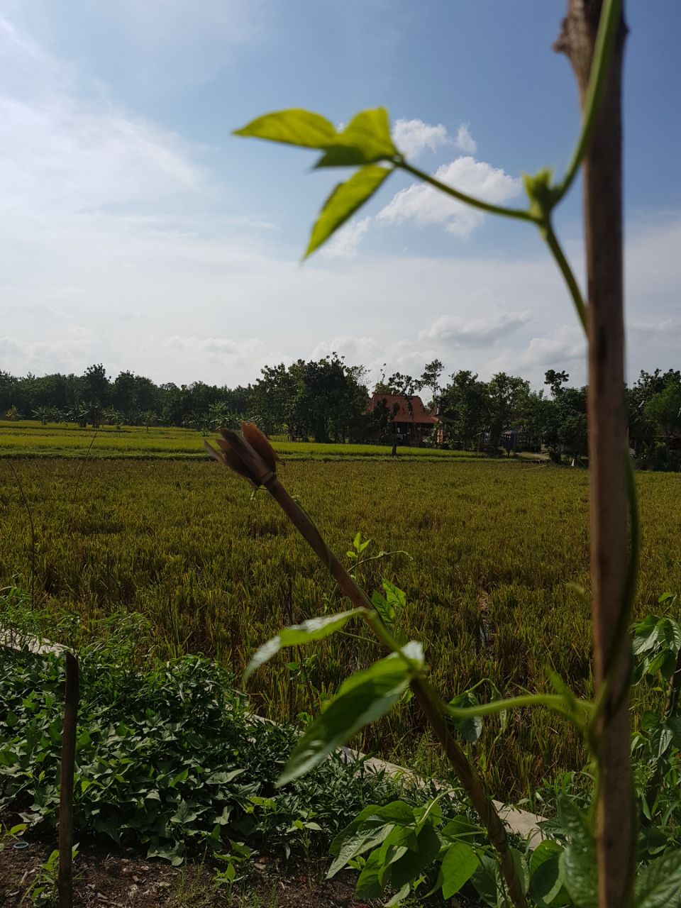 Desa Penadaran, Desa yang Tersembunyi di Tengah Hutan