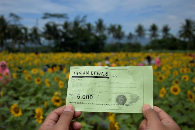 Taman Dewari, Kebun Bunga Matahari yang Lagi Hits di Magelang! Cocok Buat Liburan Akhir Pekan