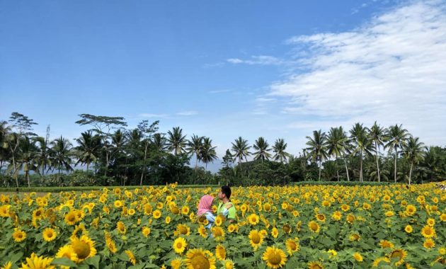 Taman Dewari, Kebun Bunga Matahari yang Lagi Hits di Magelang! Cocok Buat Liburan Akhir Pekan