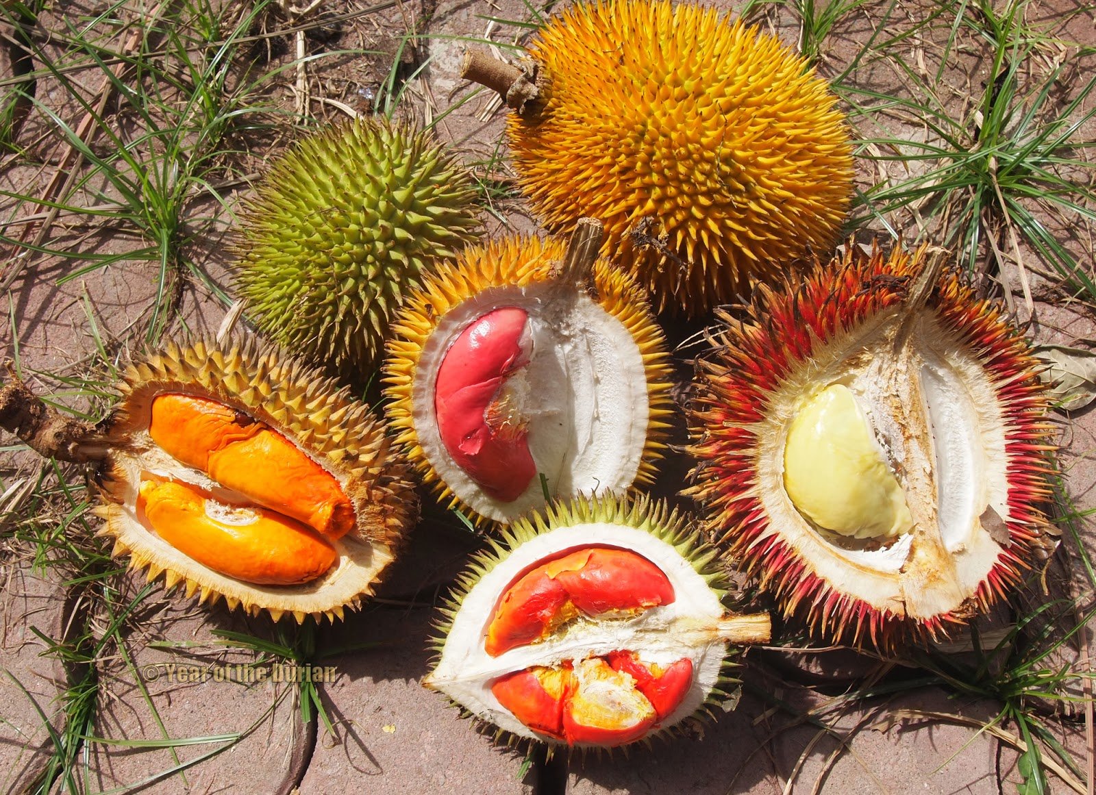 10 Alasan Kenapa Durian Disebut Rajanya Buah-buahan. Banyak Digandrungi Kadang Dibenci Setengah Mati