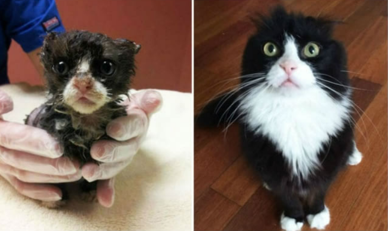 15 Foto Kucing Sebelum-Sesudah Diadopsi ini Bikin Kamu Mikir Betapa Berartinya Uluran Tangan Kita