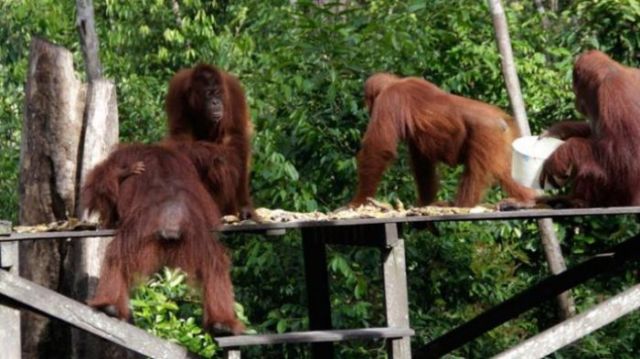 Orang utan