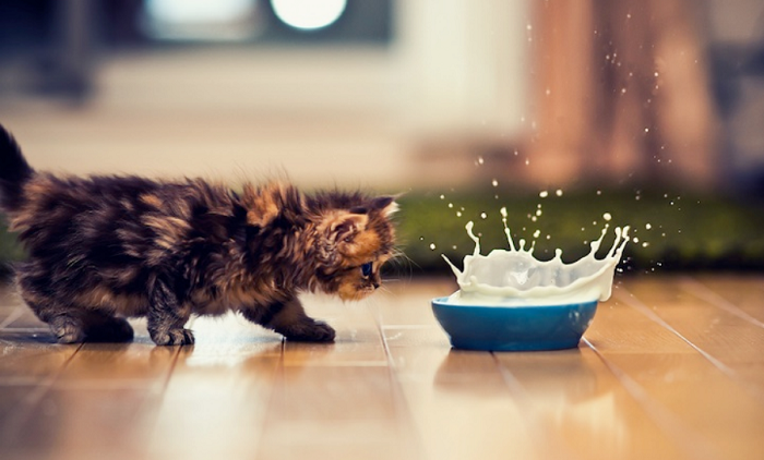 Sering Asal Kasih, Ternyata 7+ Makanan Manusia Ini Bisa Racuni Anjing dan Kucingmu Lho