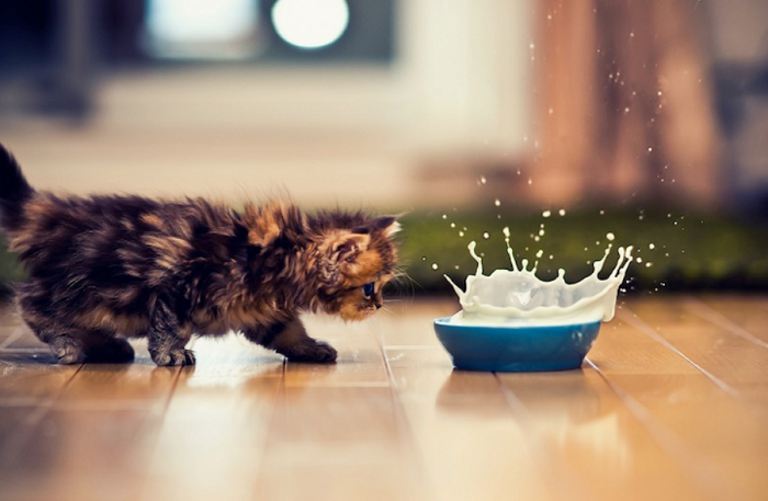 Sering Asal Kasih, Ternyata 7+ Makanan Manusia Ini Bisa Racuni Anjing dan Kucingmu Lho