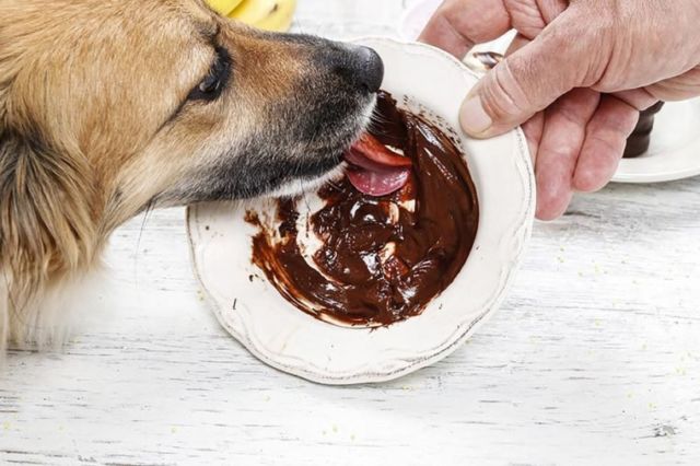 Sering Asal Kasih, Ternyata 7+ Makanan Manusia Ini Bisa Racuni Anjing dan Kucingmu Lho