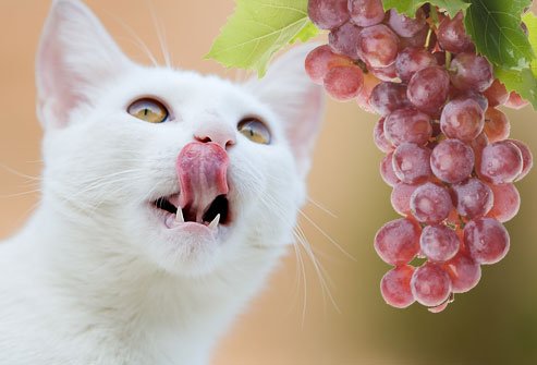 Sering Asal Kasih, Ternyata 7+ Makanan Manusia Ini Bisa Racuni Anjing dan Kucingmu Lho