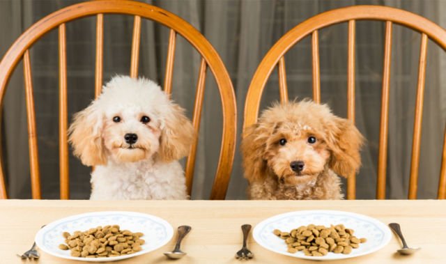 Ini 4 Fakta Soal Makanan Hewan. Bagi yang Selalu Penasaran Pengen Coba, Mungkin Harus Baca