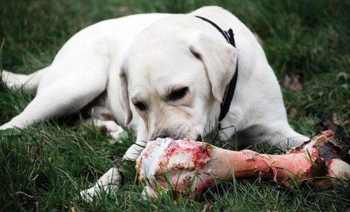 Sering Asal Kasih, Ternyata 7+ Makanan Manusia Ini Bisa Racuni Anjing dan Kucingmu Lho