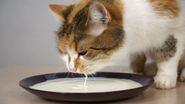 Sering Asal Kasih, Ternyata 7+ Makanan Manusia Ini Bisa Racuni Anjing dan Kucingmu Lho