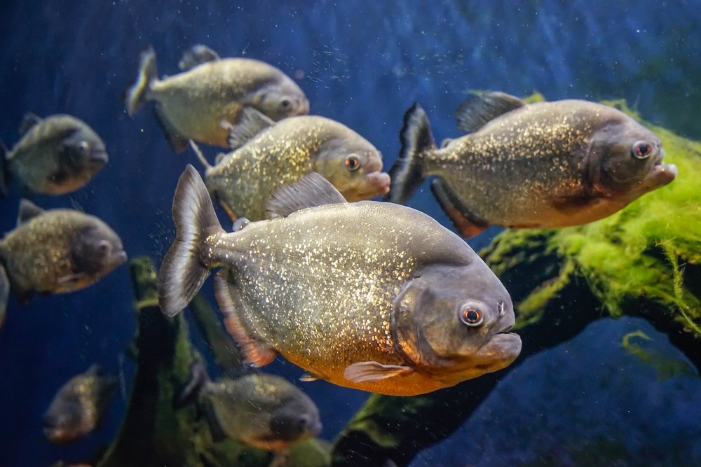 Ternyata Inilah Daerah Asal 5 Jenis Ikan yang Biasa Dikonsumsi Orang Indonesia