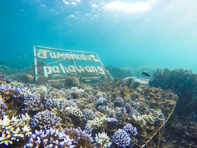 Wow, Ada ATM di Bawah Laut Pulau Pahawang. Dapet Rekor MURI Tapi Dianggap Merusak Lingkungan!