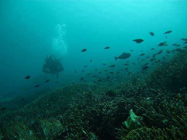 selain komodo, ada surga bawah laut juga di sini