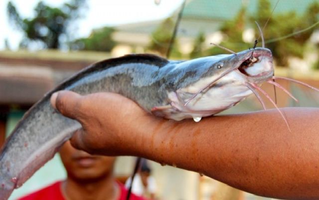 Budidaya Ikan Lele