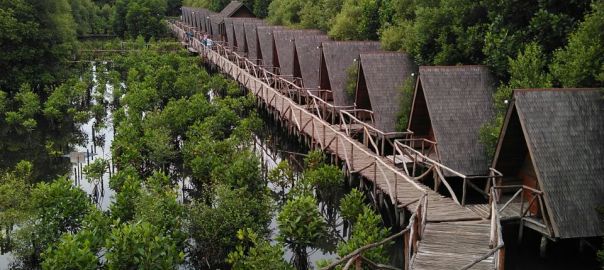 Hutan Mangrove