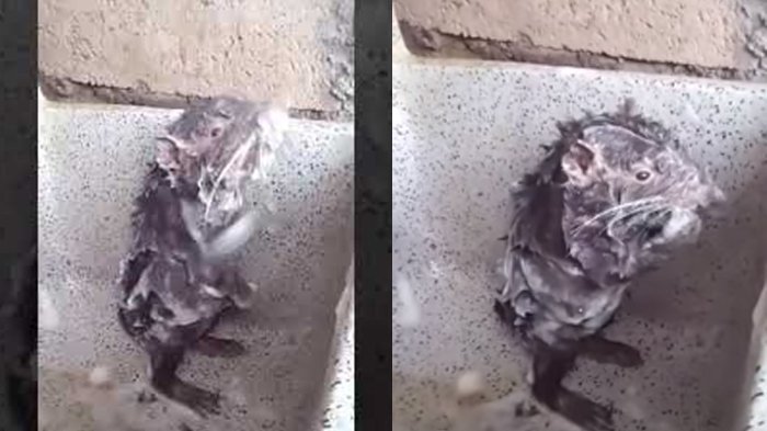 Dikira Seekor Tikus yang Tengah Mandi, Ini Fakta yang Harus Kamu Ketahui dari Video Viral Tersebut