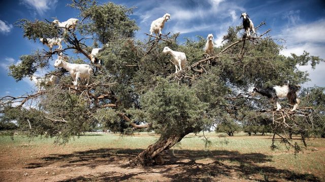 Di Maroko Kamu Akan Menjumpai Kambing yang Ahli Panjat Pohon