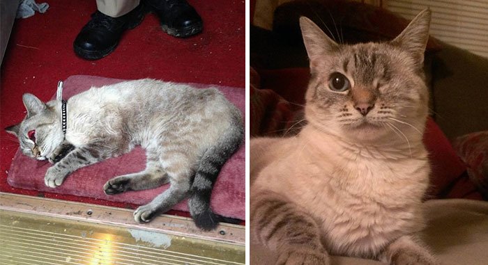 15 Foto Kucing Sebelum-Sesudah Diadopsi ini Bikin Kamu Mikir Betapa Berartinya Uluran Tangan Kita