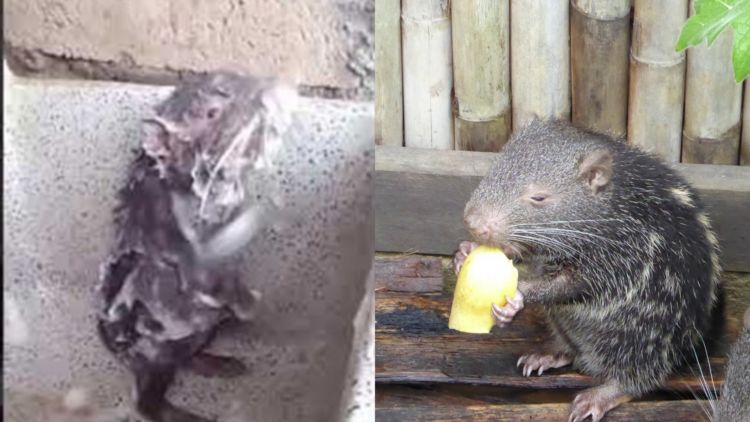 Dikira Seekor Tikus yang Tengah Mandi, Ini Fakta yang Harus Kamu Ketahui dari Video Viral Tersebut