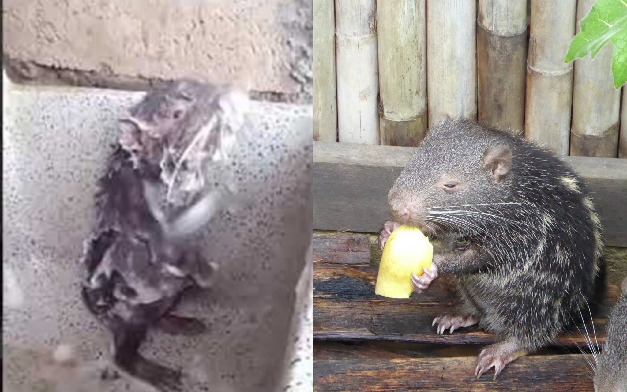 Dikira Seekor Tikus yang Tengah Mandi, Ini Fakta yang Harus Kamu Ketahui dari Video Viral Tersebut