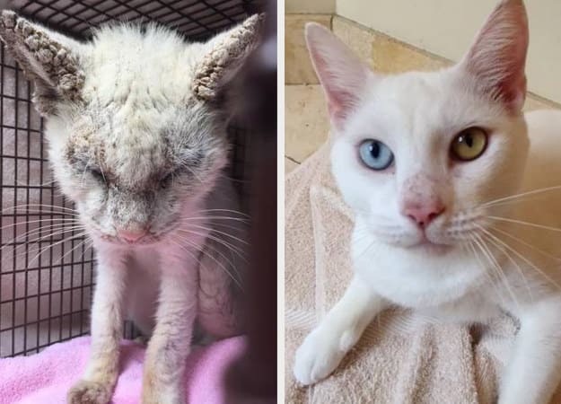 15 Foto Kucing Sebelum-Sesudah Diadopsi ini Bikin Kamu Mikir Betapa Berartinya Uluran Tangan Kita