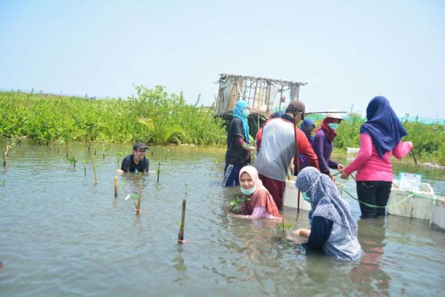 Yuk, tanam mangrove!