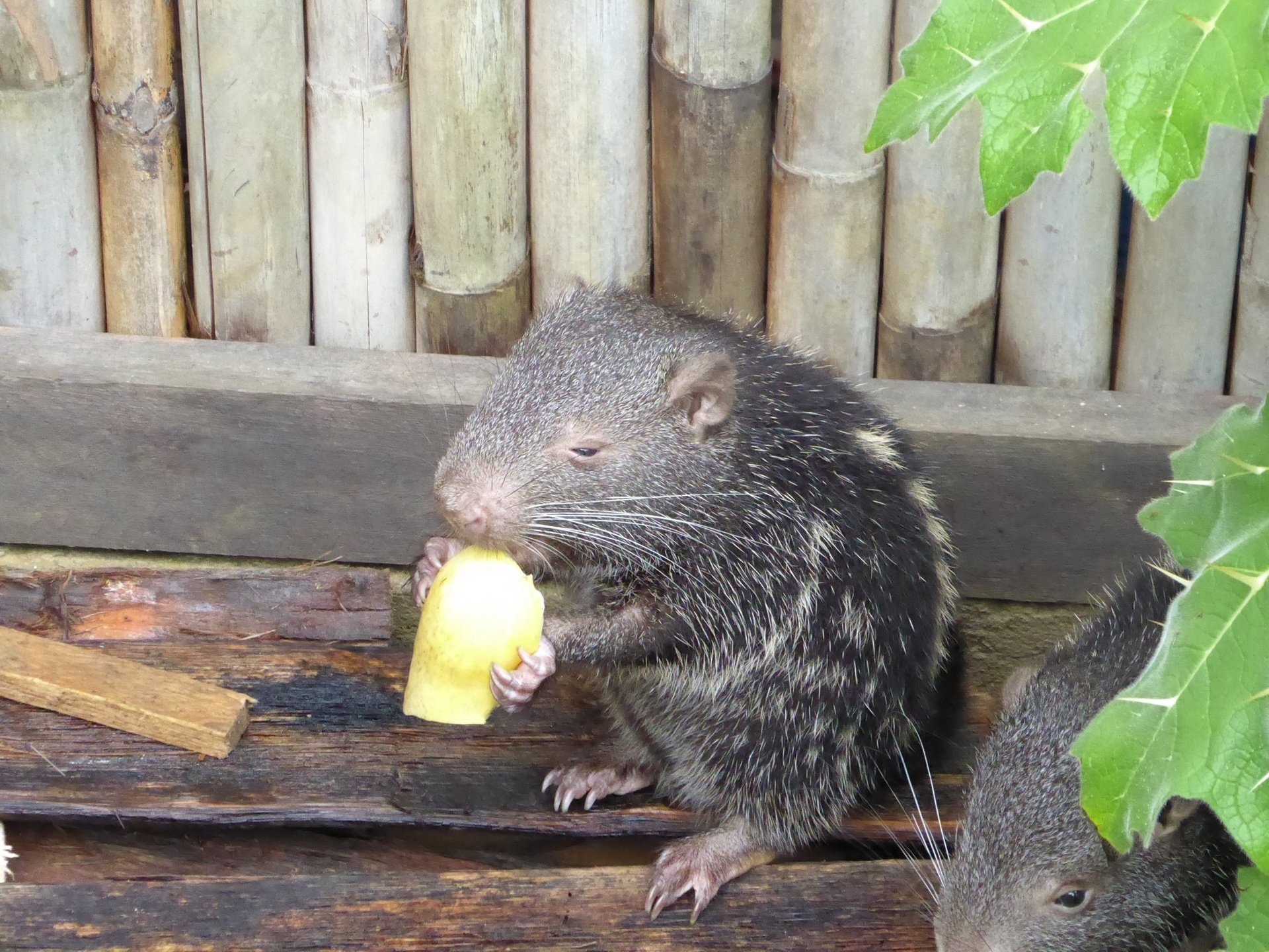 Dikira Seekor Tikus yang Tengah Mandi, Ini Fakta yang Harus Kamu Ketahui dari Video Viral Tersebut