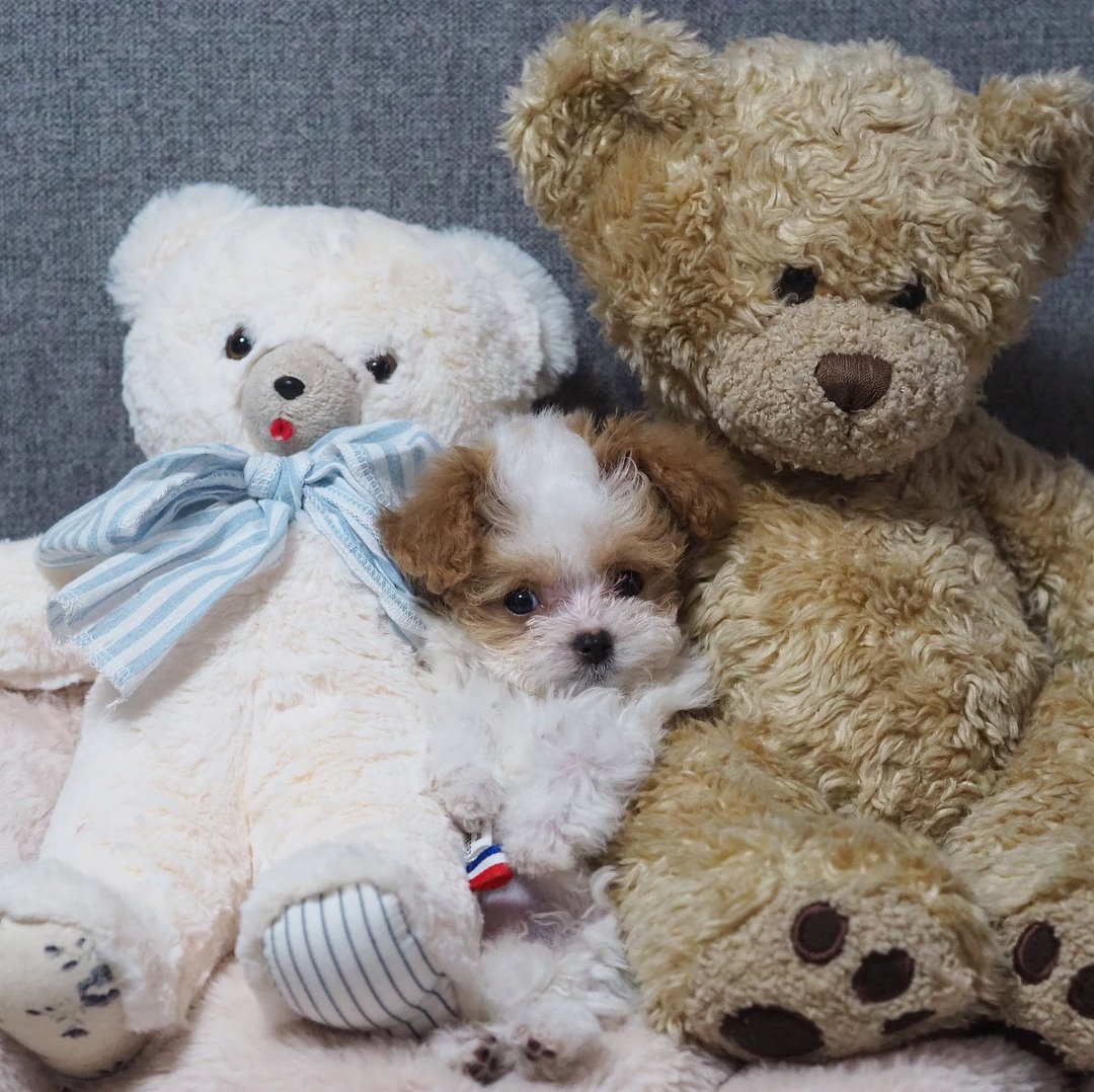 Saking Lucunya Makhluk Ini Nggak Ada Bedanya Dengan Boneka Kamu