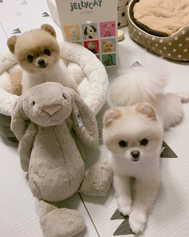 Saking Lucunya, Makhluk Ini Nggak Ada Bedanya dengan Boneka. Kamu Bisa Bedainnya Nggak?