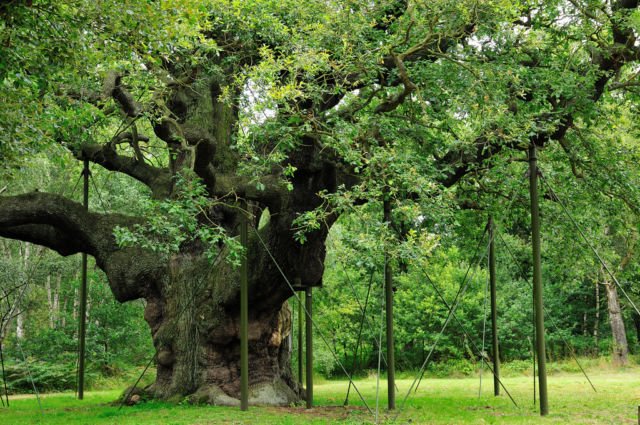 Pohon Oak di Sherwood