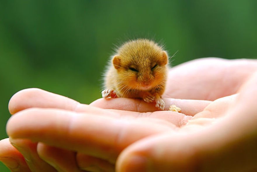 15 Foto Bayi Binatang yang Mungkin Belum Pernah Kamu Lihat Sebelumnya. Lucu Banget, Kan?