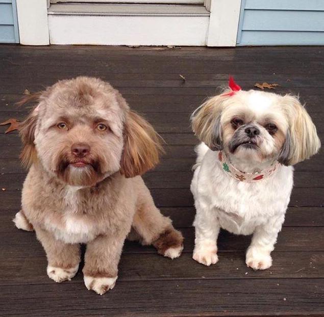 Dikira Lagi 'Face Swap', Wajah Anjing ini Ternyata Memang Begitu Adanya. Bener Mirip Orang Nggak Sih?