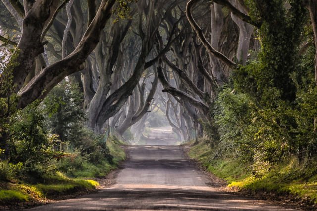 The Dark Hedges