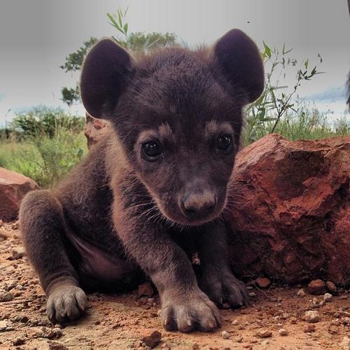 15 Foto Bayi Binatang yang Mungkin Belum Pernah Kamu Lihat Sebelumnya. Lucu Banget, Kan?