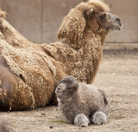 15 Foto Bayi Binatang yang Mungkin Belum Pernah Kamu Lihat Sebelumnya. Lucu Banget, Kan?