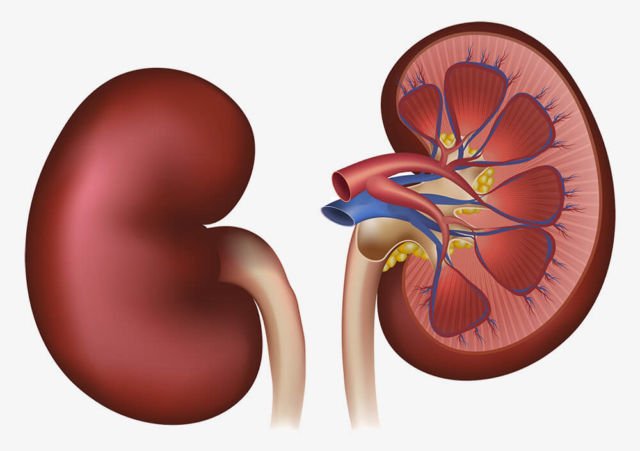 Meski Fungsi Tubuh Jadi Menurun, Tapi Tanpa 6 Organ Ini Manusia Masih Bisa Hidup Lho