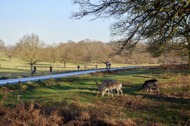 Richmond Park