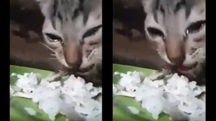 Viral Video Kucing Makan Sambil Nangis. Sebelum Ikut Baper, Intip 5 Fakta Soal Tangisan Hewan Ini