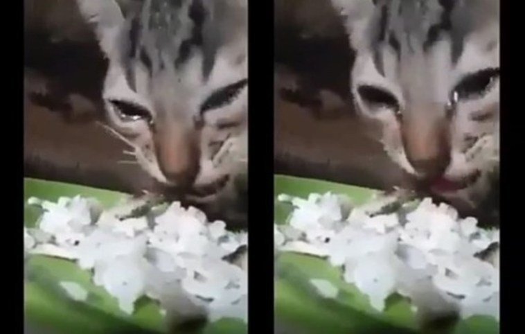 Viral Video Kucing Makan Sambil Nangis. Sebelum Ikut Baper, Intip 5 Fakta Soal Tangisan Hewan Ini