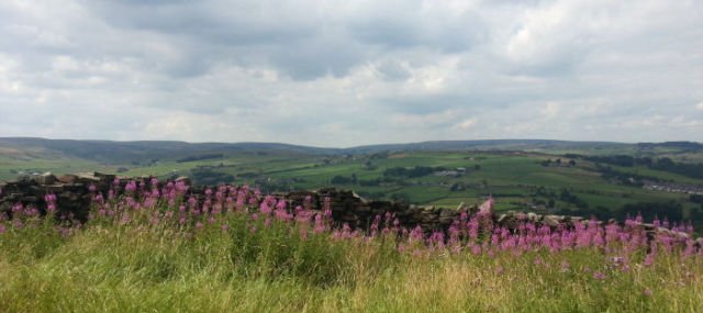 Bronte Country View