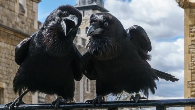 Menjaga burung gagak di Tower of London