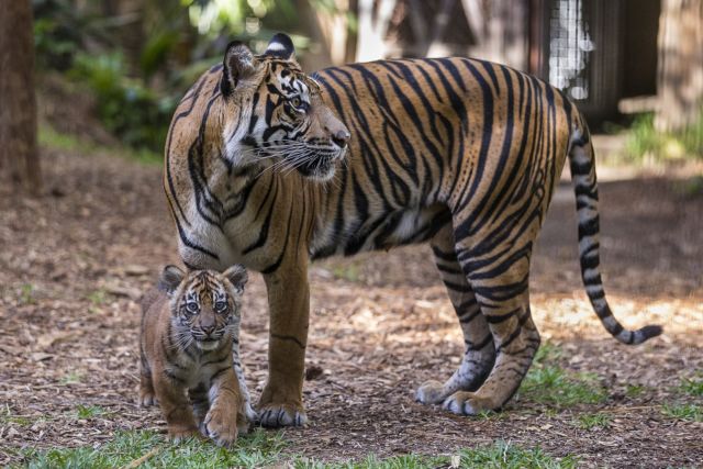 Harimau yang Sangat Langka Dibunuh dan Dipertontonkan. Katanya Sih Karena Bikin Resah Warga