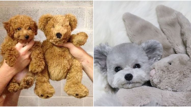 Saking Lucunya, Makhluk Ini Nggak Ada Bedanya dengan Boneka. Kamu Bisa Bedainnya Nggak?