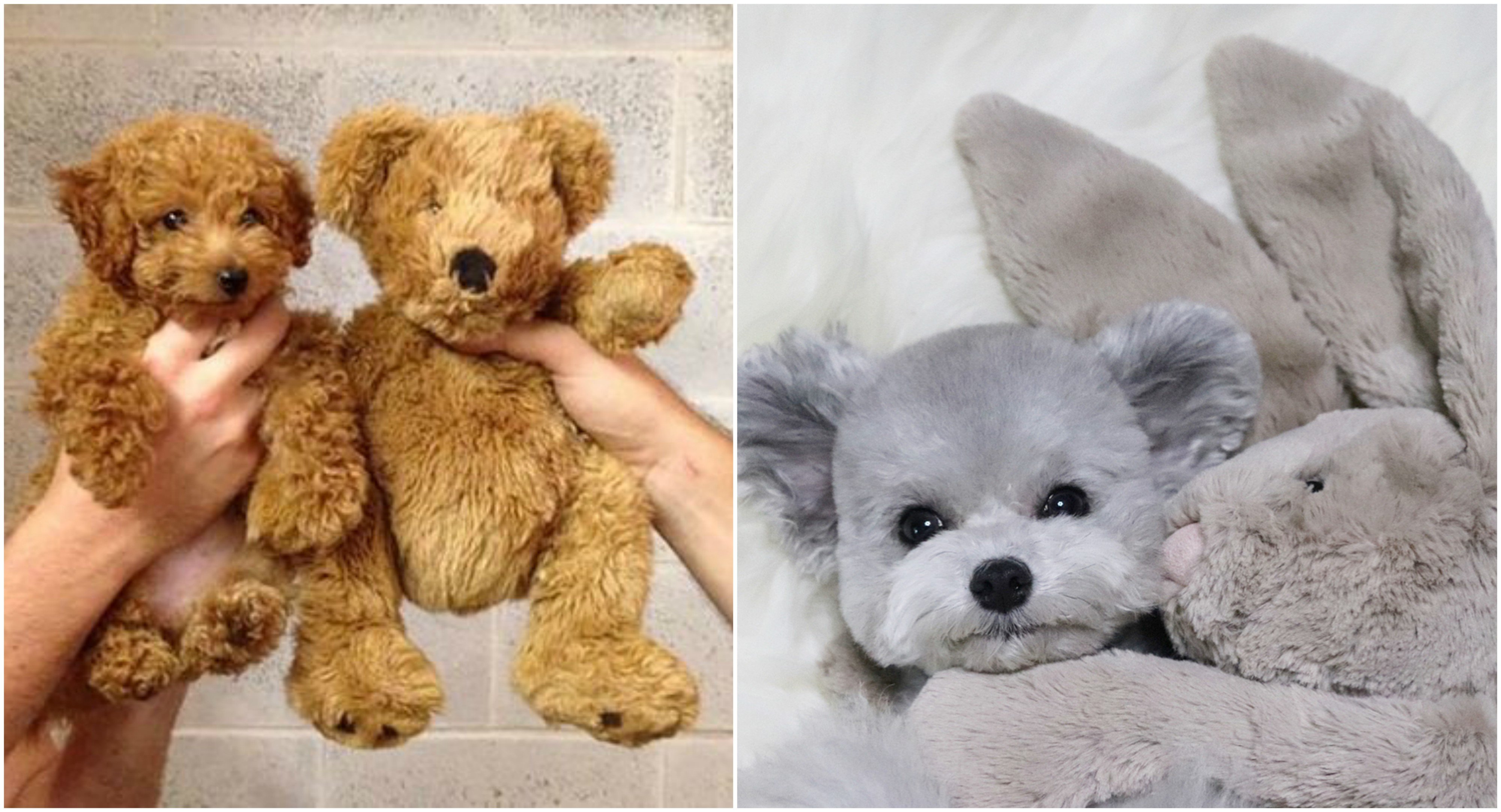 Saking Lucunya, Makhluk Ini Nggak Ada Bedanya dengan Boneka. Kamu Bisa Bedainnya Nggak?